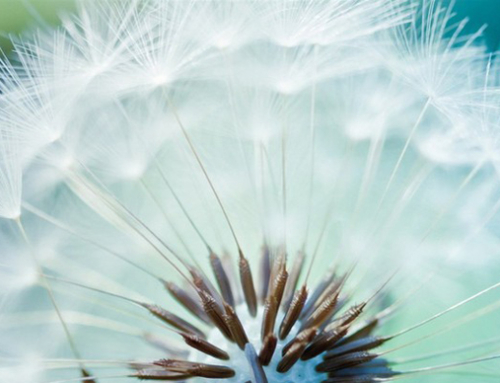 Livvv – psychodynamische praktijk voor coaching, therapie en familieopstellingen